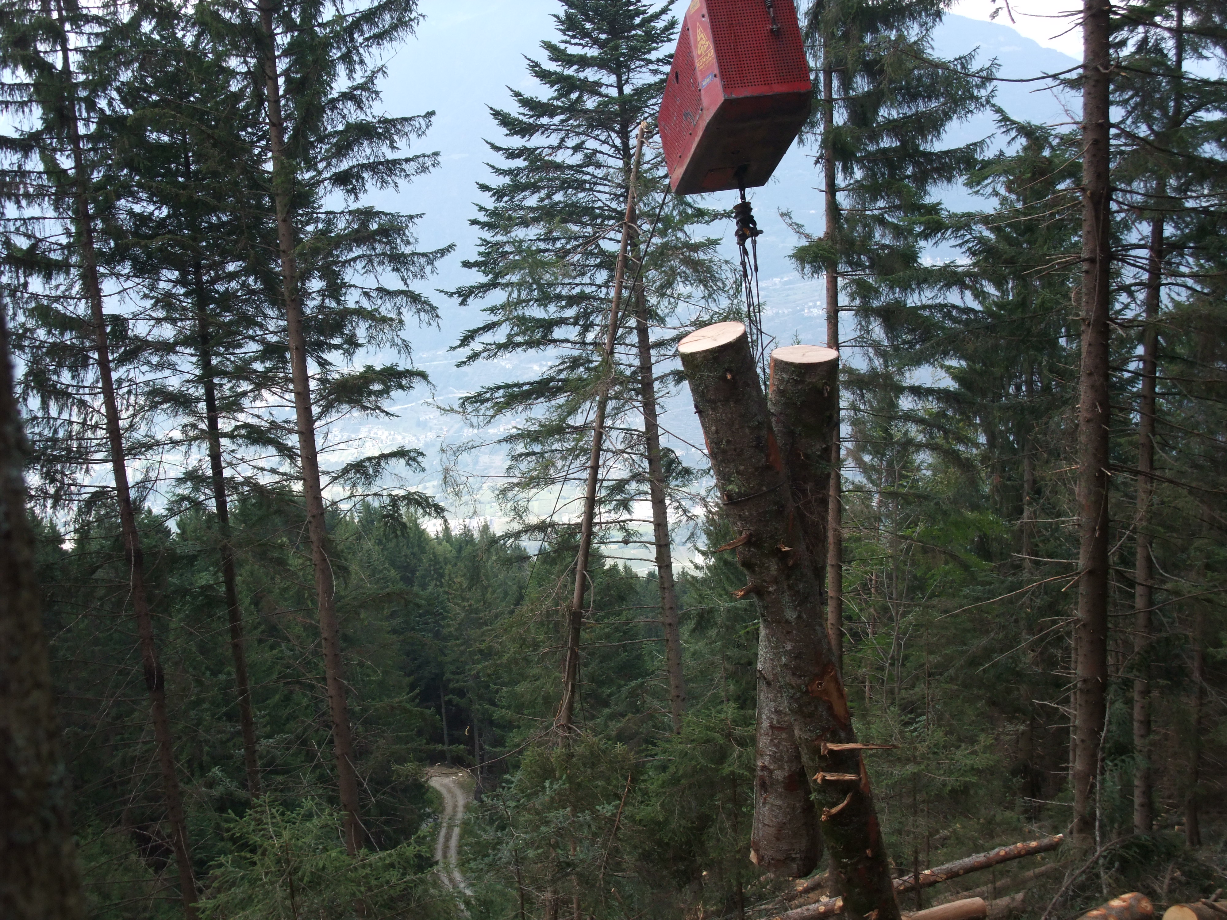 Two large cut tree trunks suspended in the air by a cable in a dense forest.
