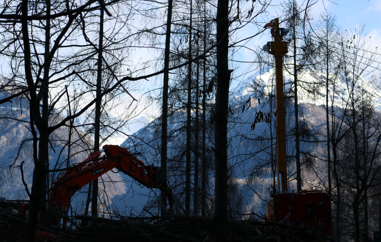 Forestry machinery working among leafless trees with snow-capped mountains in the background.