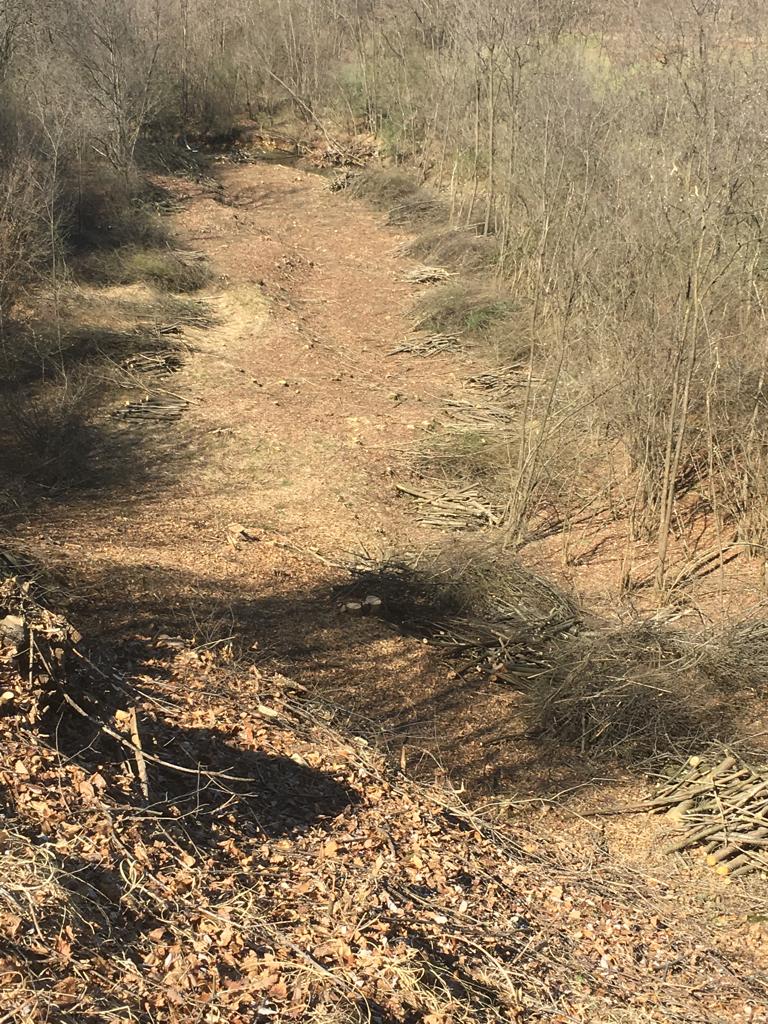 Cleared forest area with tree logs and branches piled along a dry, leaf-covered path.