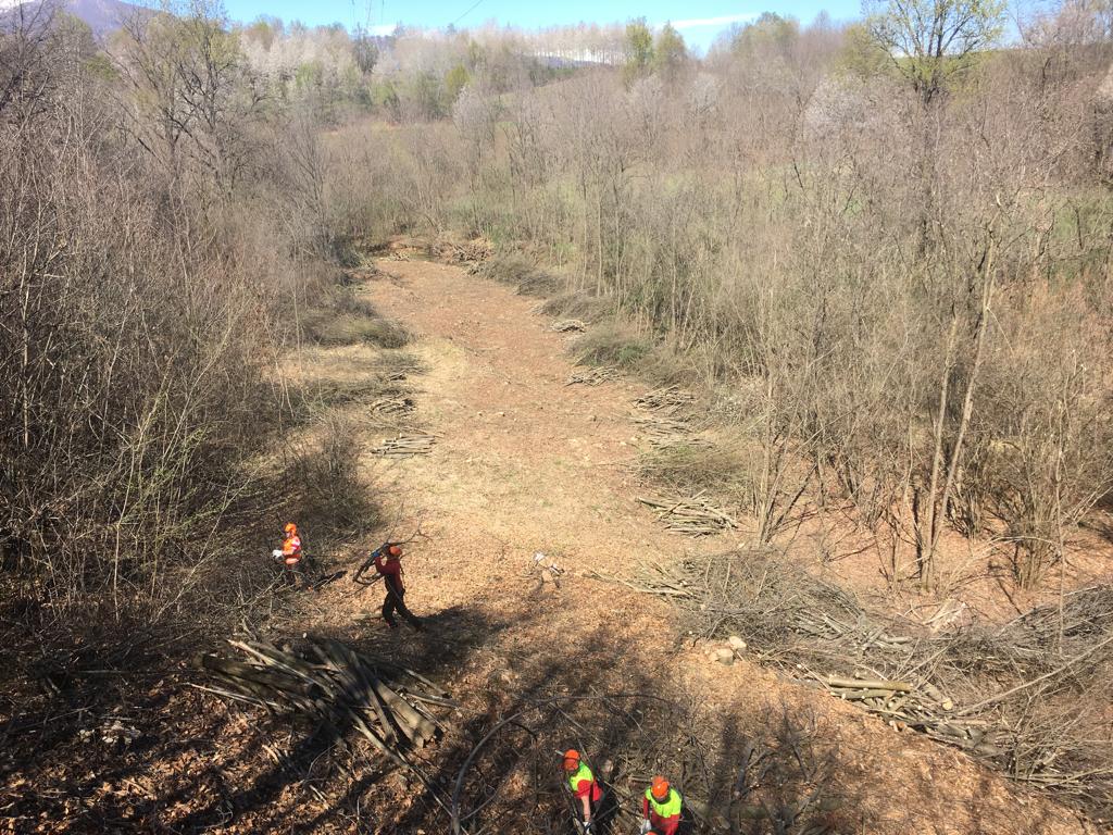 Cleared forest area with workers in orange helmets stacking logs and branches in piles.