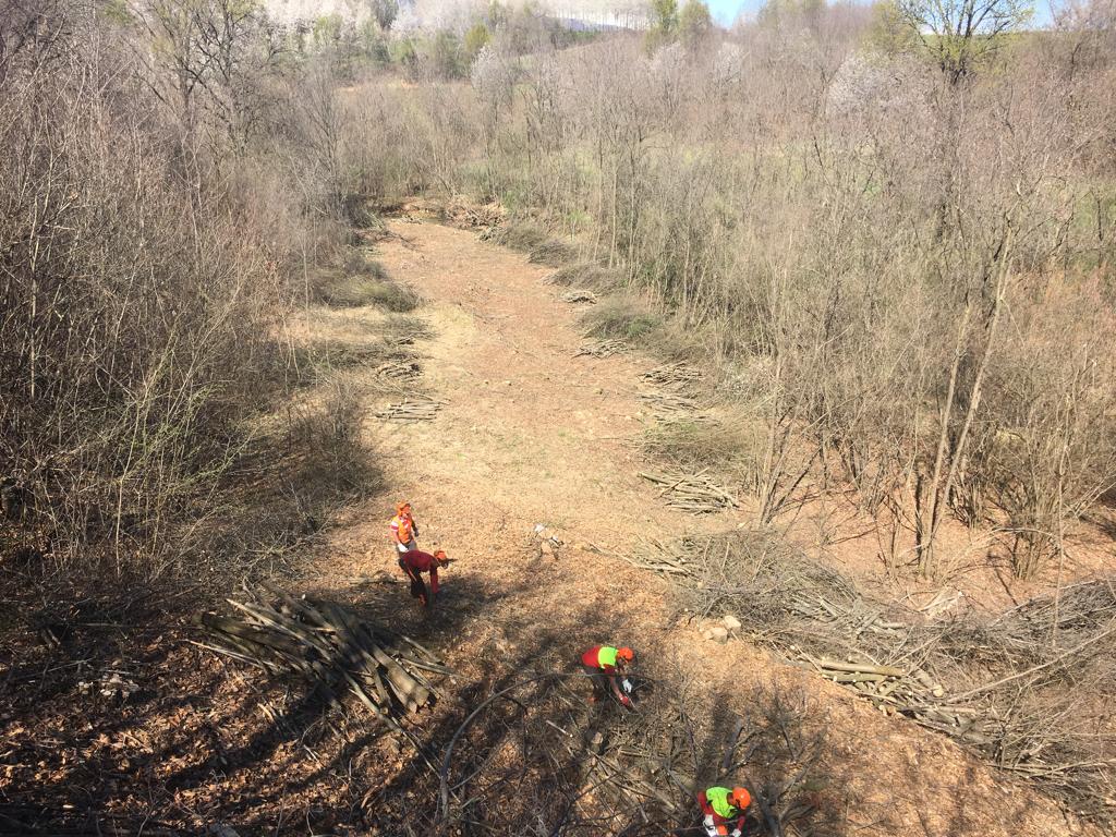 Workers in safety gear cutting and stacking logs along a cleared, leaf-covered forest path.
