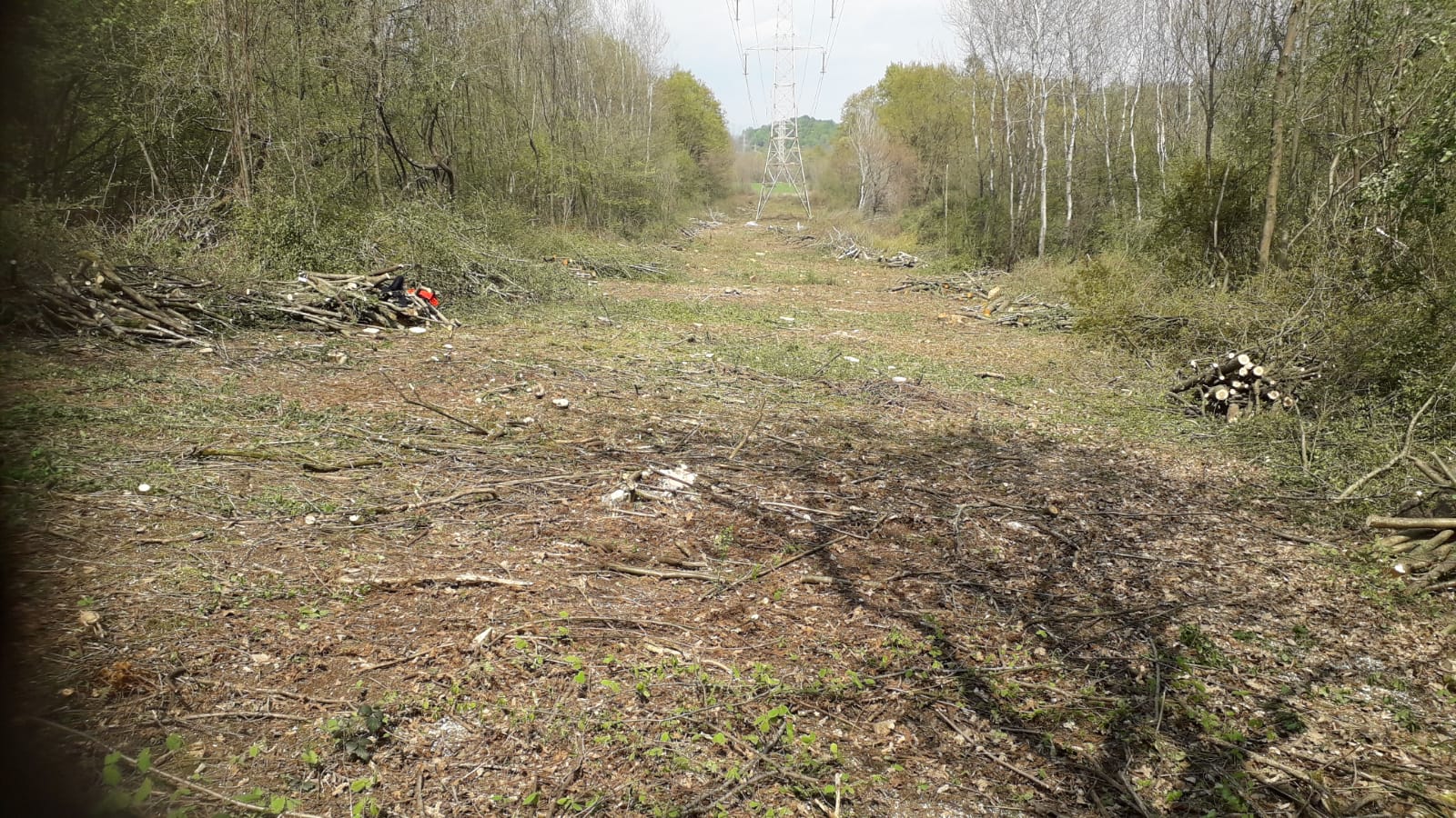 Cleared forest area with stacked branches and power line tower in the distance.