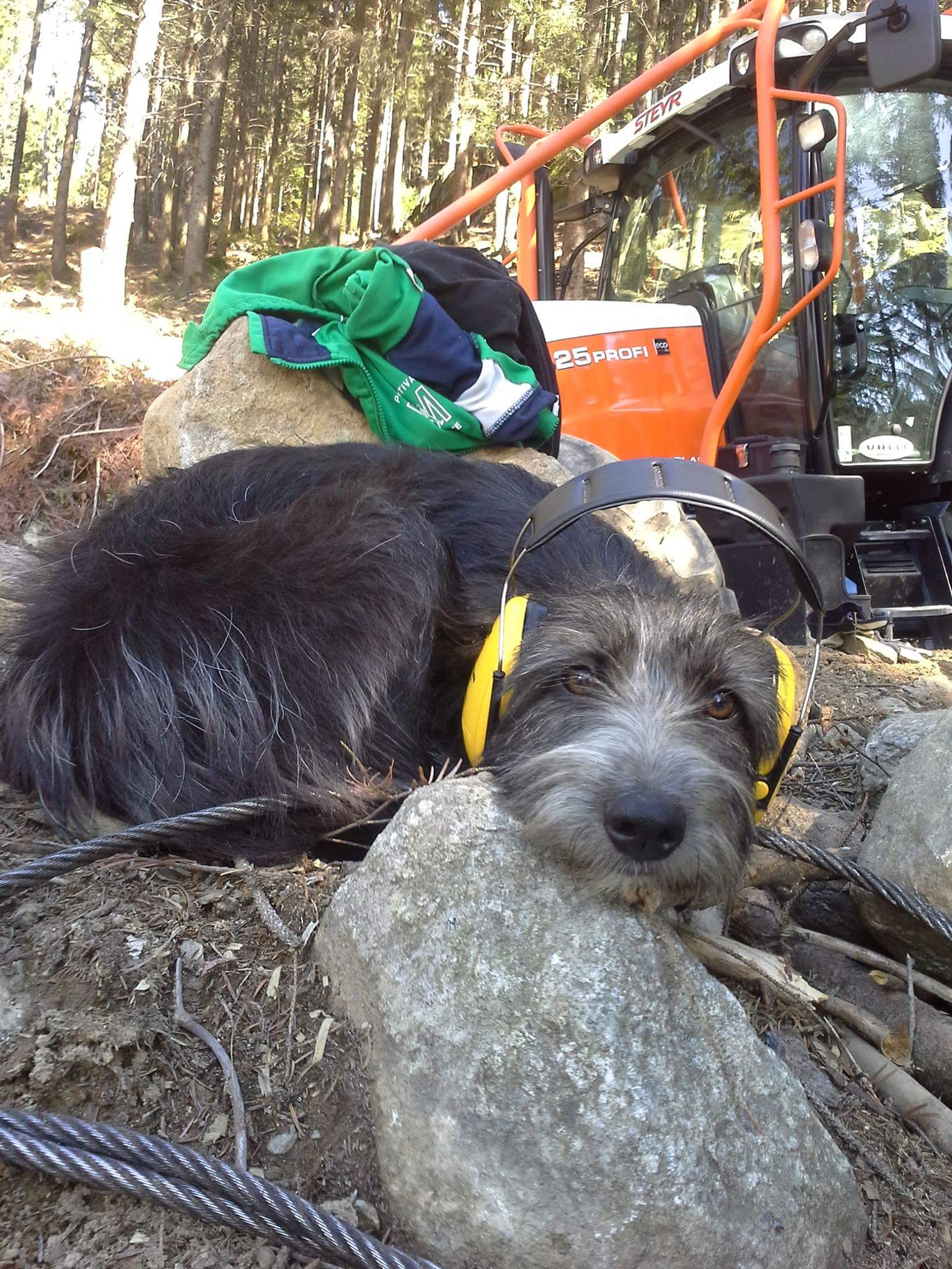 Gray dog wearing yellow noise-canceling earmuffs resting head on a rock near forestry equipment.