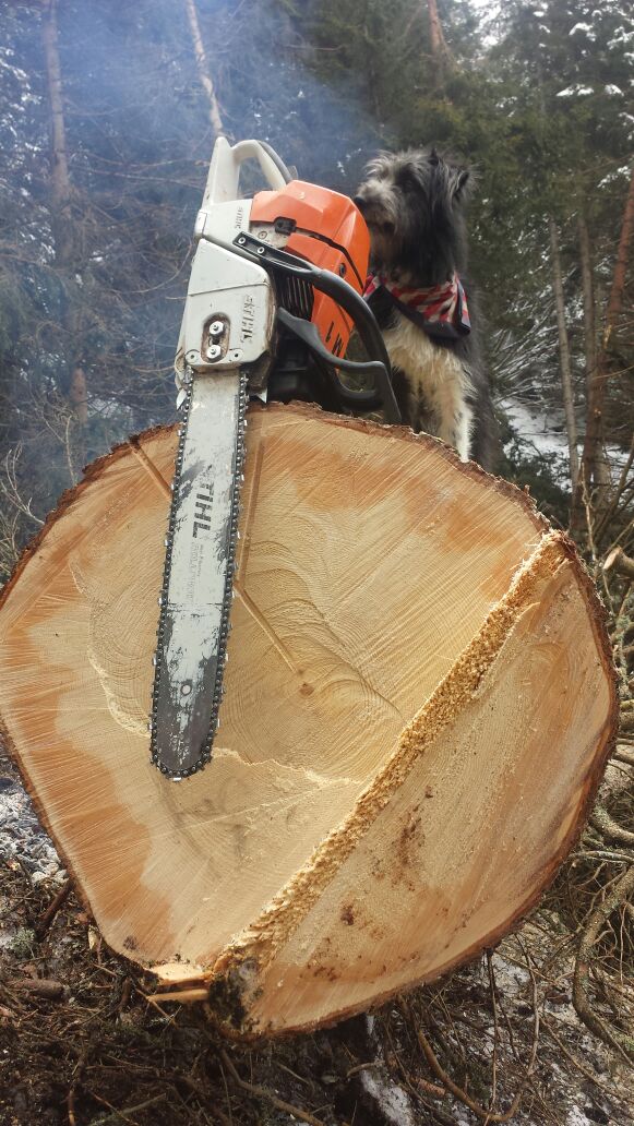 Chainsaw resting on a large freshly cut tree stump with a dog wearing a bandana behind it.