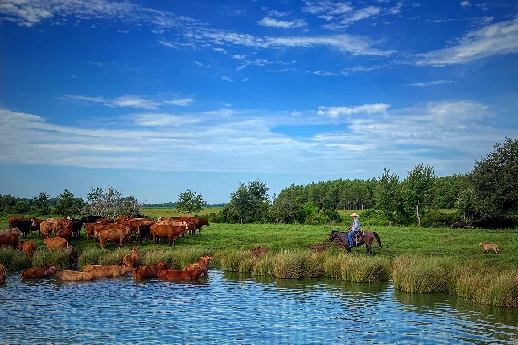 Riverbend Cattle Co.