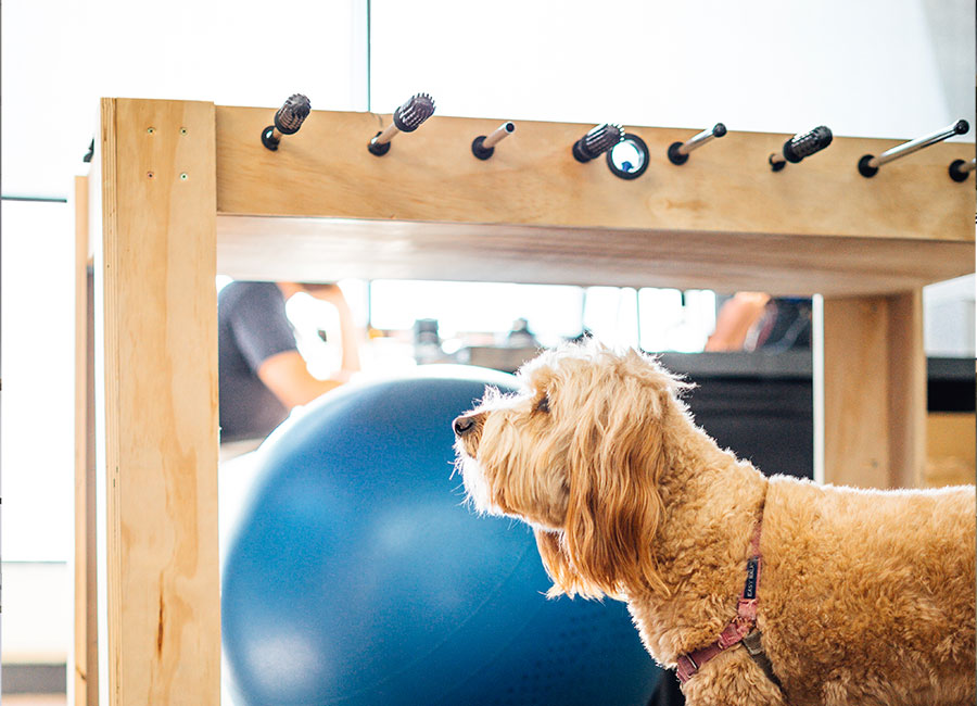 Curly-haired dog wearing a harness standing beside a blue exercise ball under a wooden table.