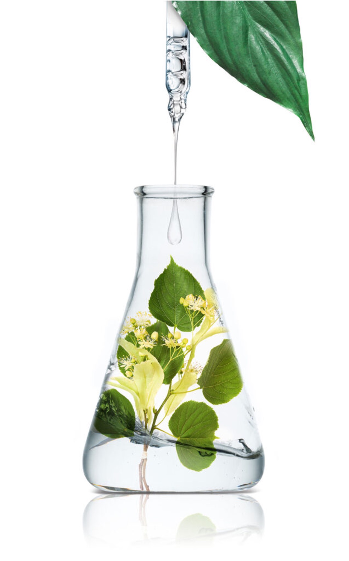 Green leaves and yellow flowers in a lab flask with a dropper dripping liquid into it.