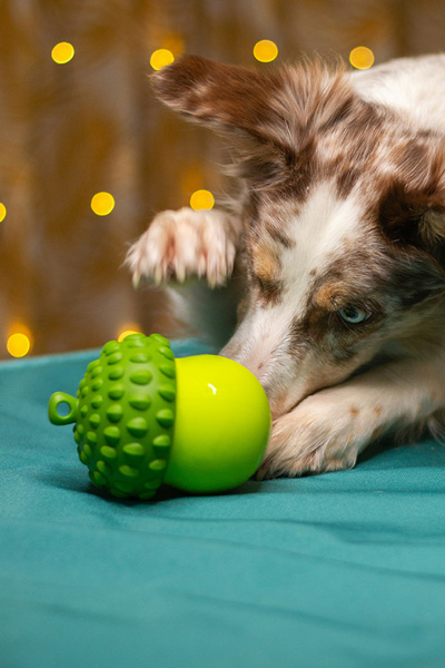 Sourcing, Materials, and Production Support for Growing Pet Brands