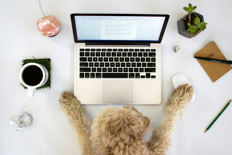 Sourcing, Materials, and Production Support for Growing Pet Brands