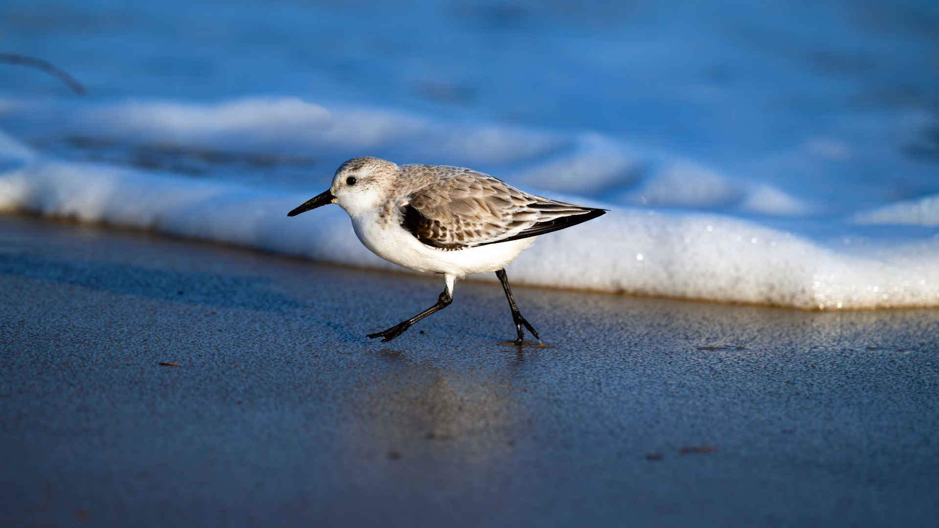 Birder examining silhouette, behavior, and habitat clues to identify a distant bird