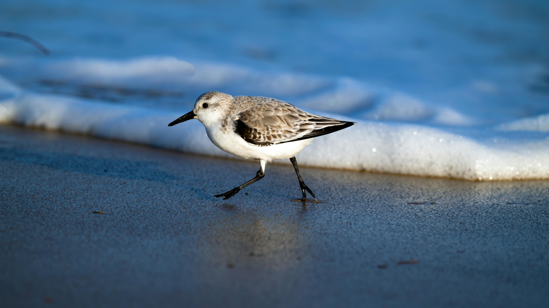 Birder examining silhouette, behavior, and habitat clues to identify a distant bird