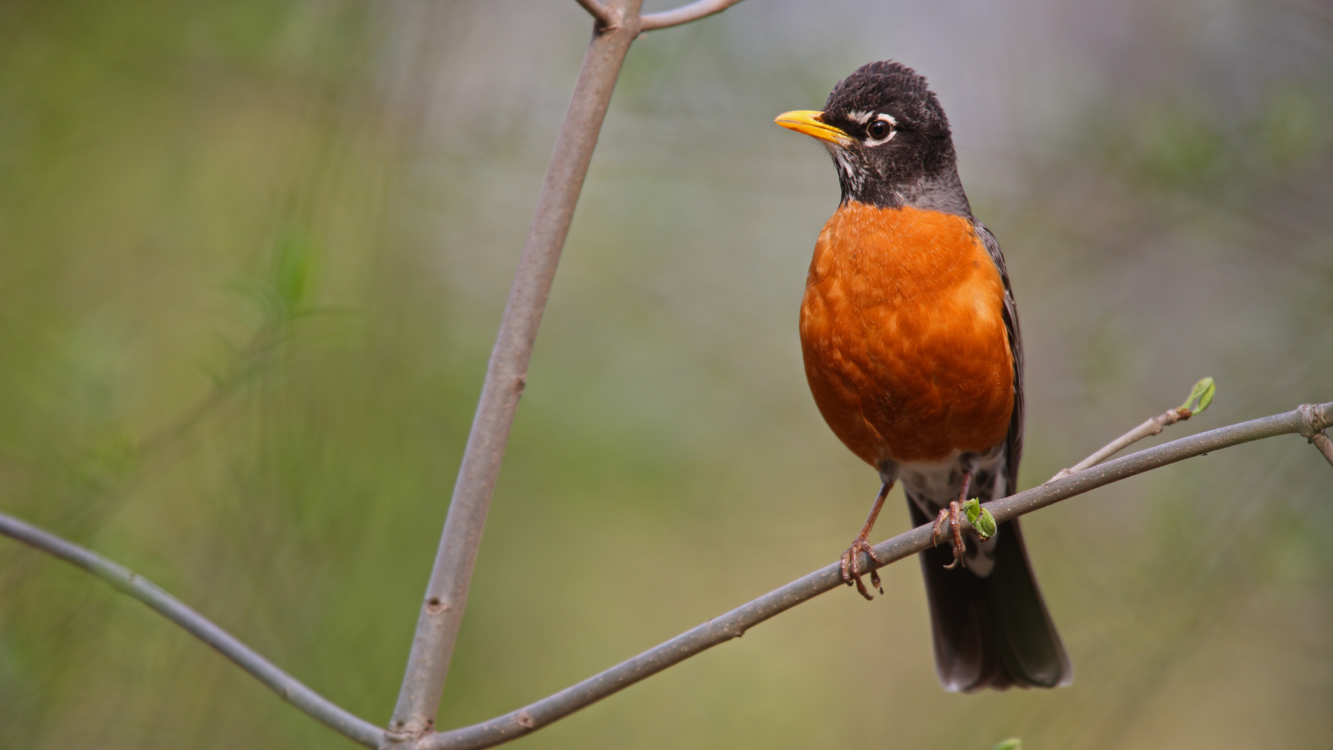 American Robin with red-orange breast standing