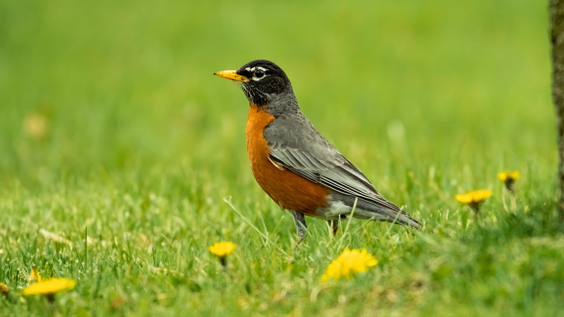 American Robin