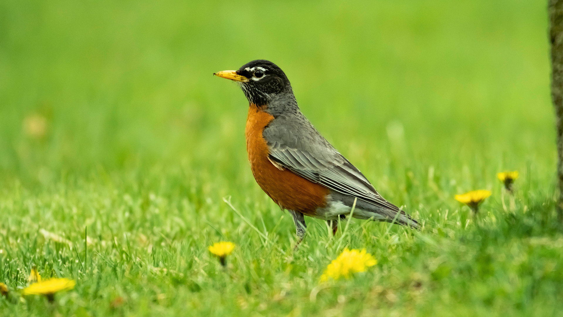 American Robin