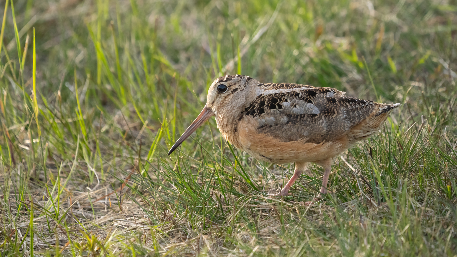 American Woodcock standing in dim evening light on a grassy clearing at dusk