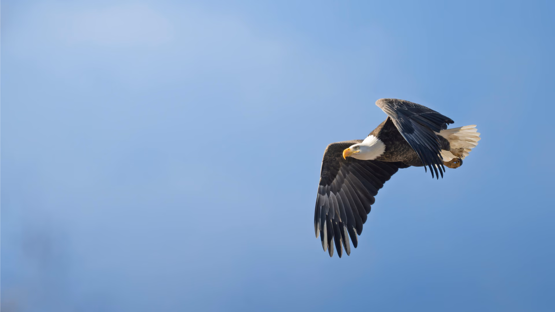 Adult Bald Eagle with white head against a blue sky
