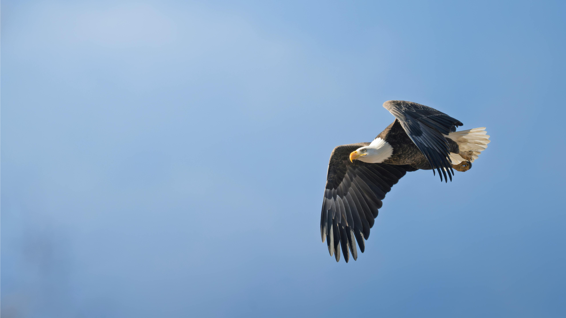 Adult Bald Eagle with white head against a blue sky