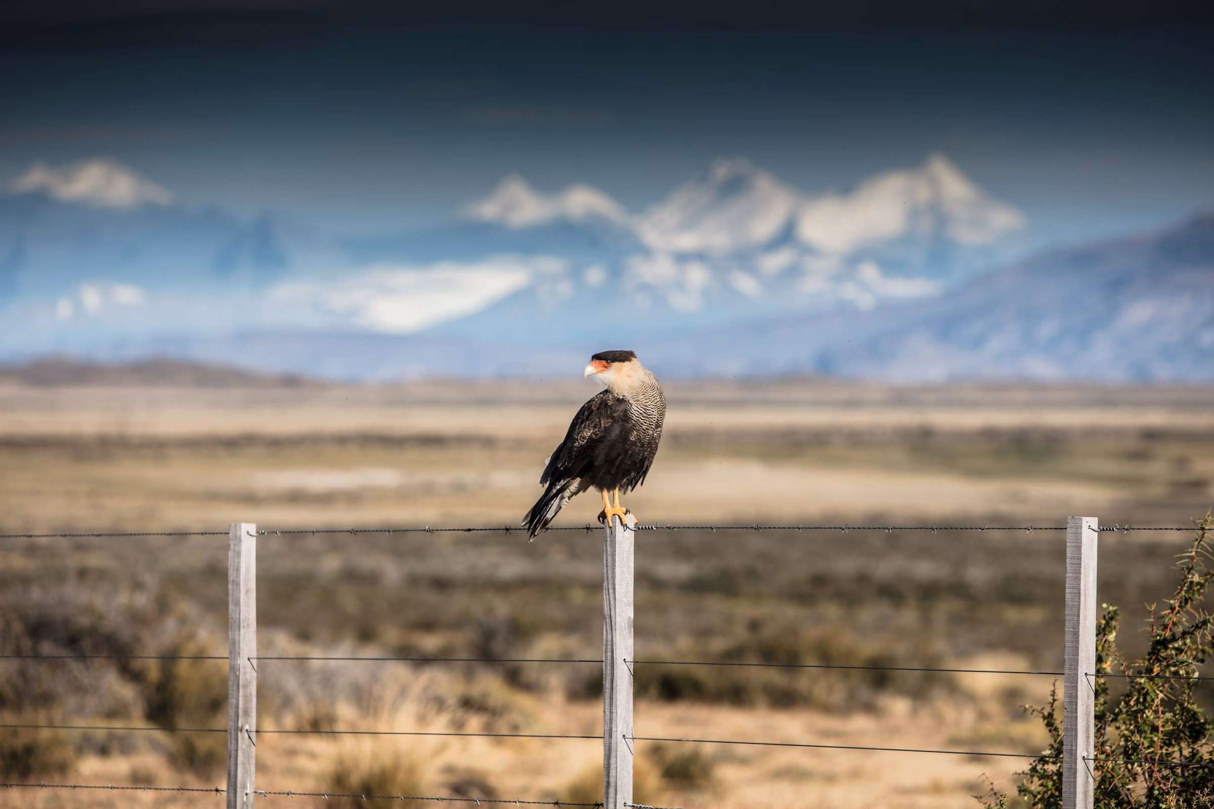 Sweeping Patagonian landscape with distant peaks and wide-open birding terrain