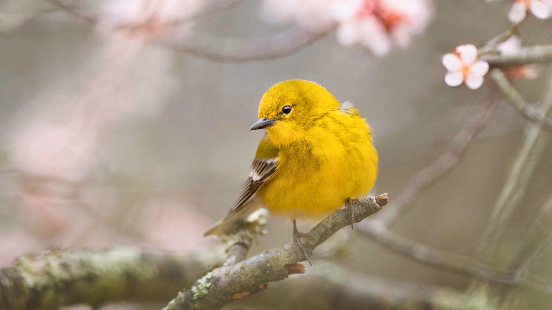 Pine warbler illuminated by morning light on a spring branch during peak activity