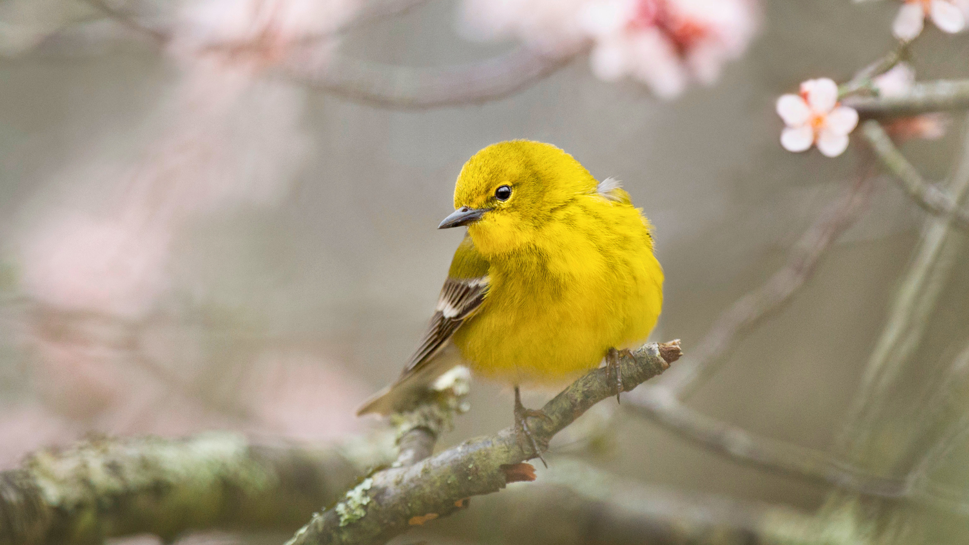 Pine warbler illuminated by morning light on a spring branch during peak activity