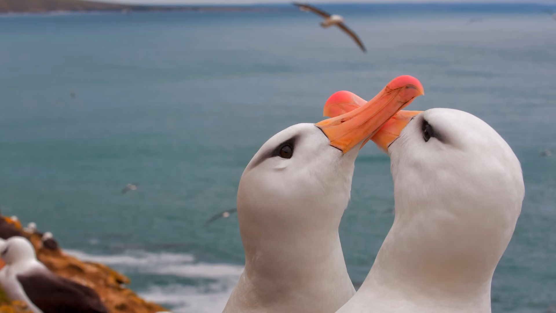Pair of albatros displaying elaborate courtship behavior on a spring