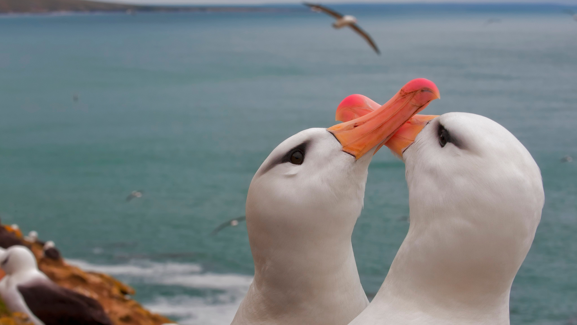Pair of albatros displaying elaborate courtship behavior on a spring