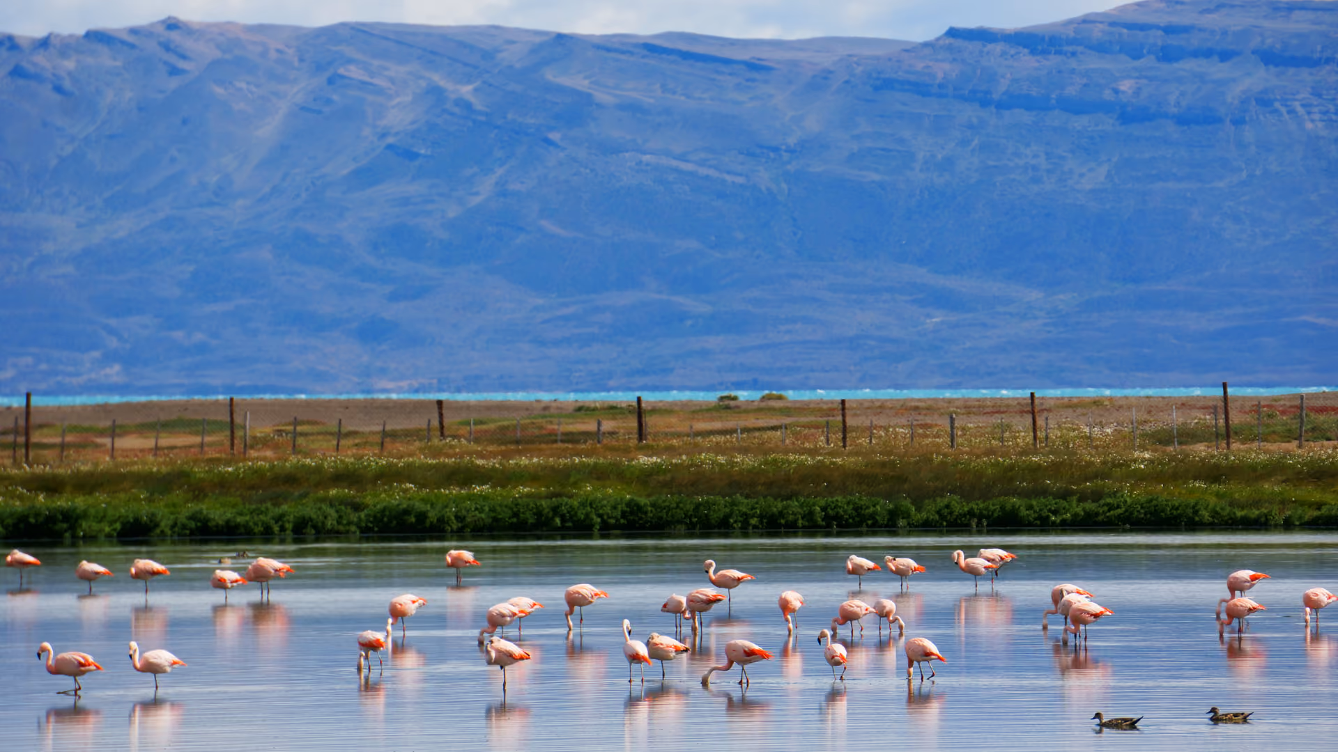 Shorebirds and waterfowl at Laguna Nimez reserve on the edge of El Calafate, Patagonia