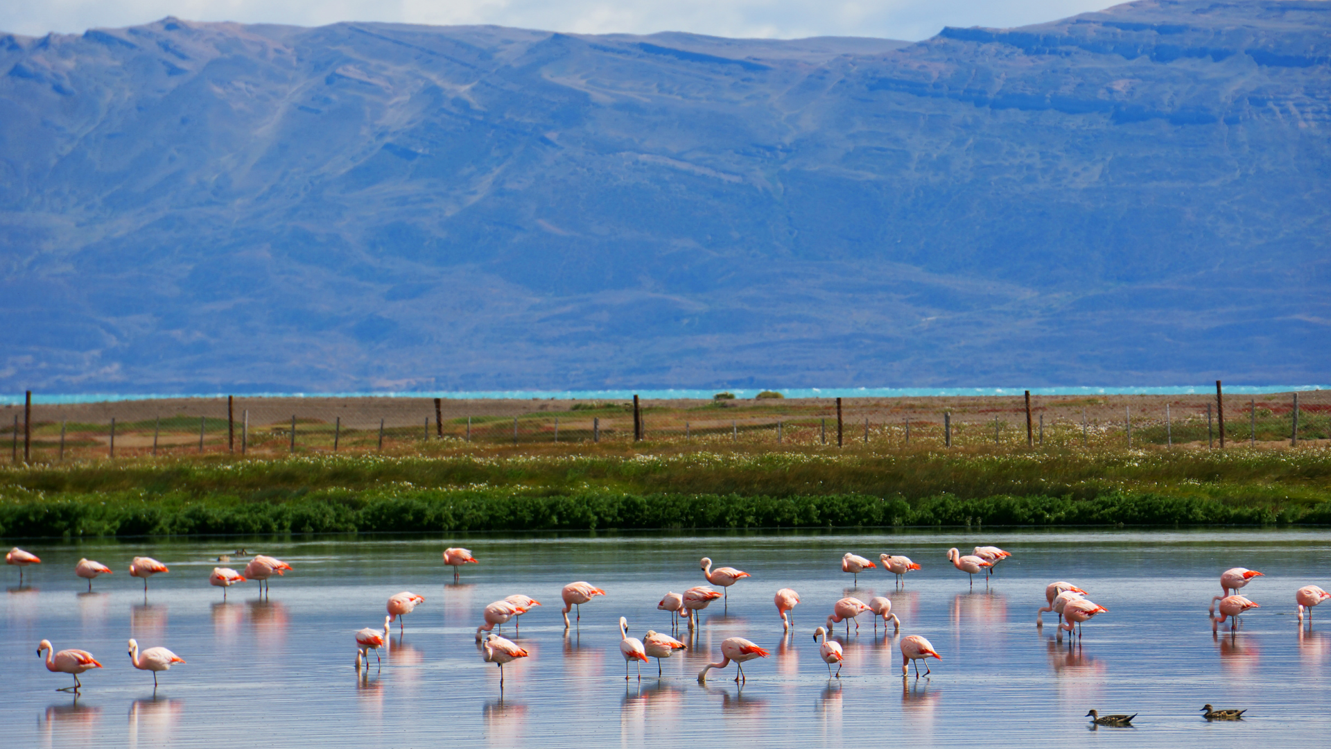 Shorebirds and waterfowl at Laguna Nimez reserve on the edge of El Calafate, Patagonia