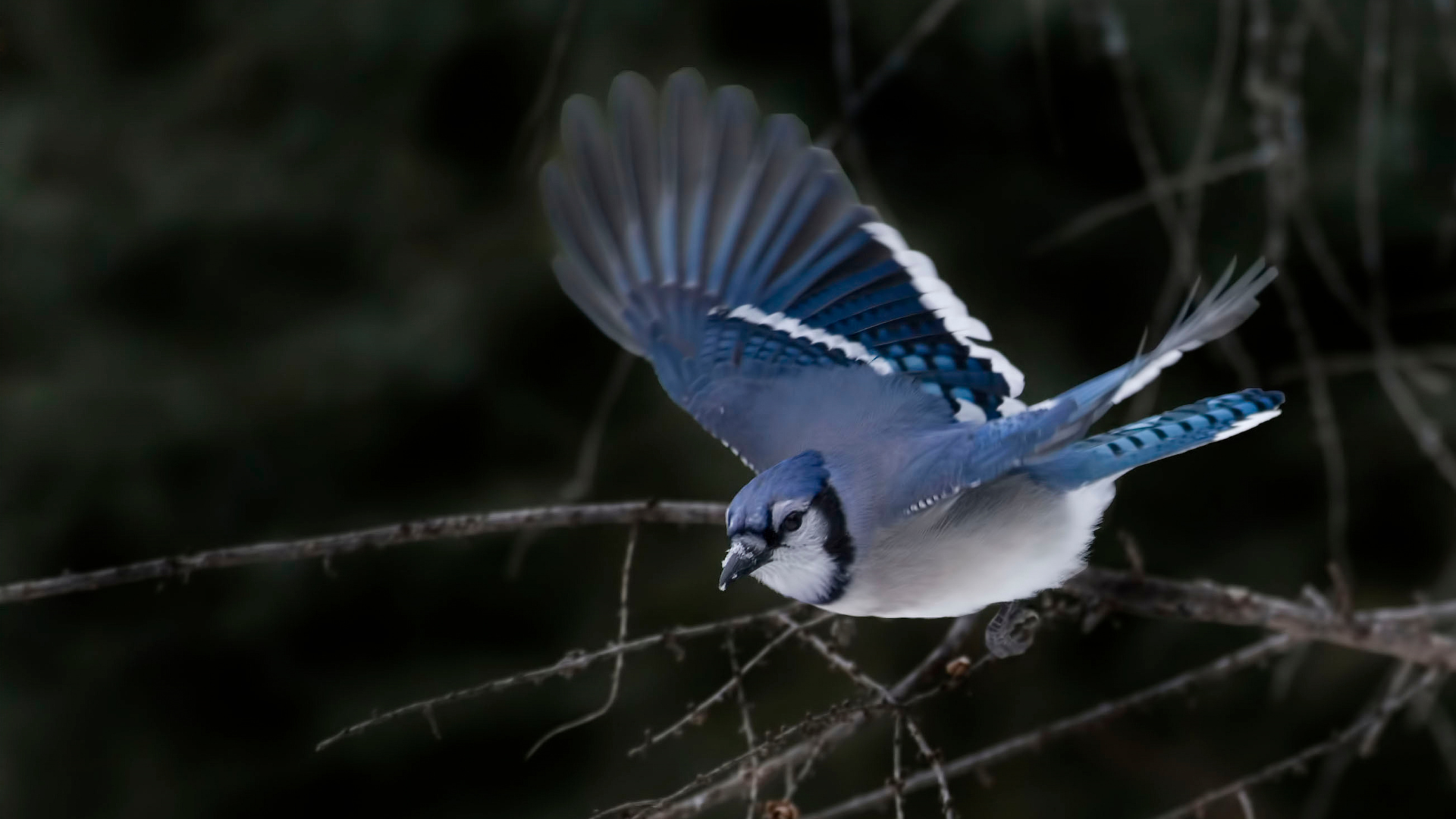 Blue Jay perched on an oak branch showing its bright blue and white plumage