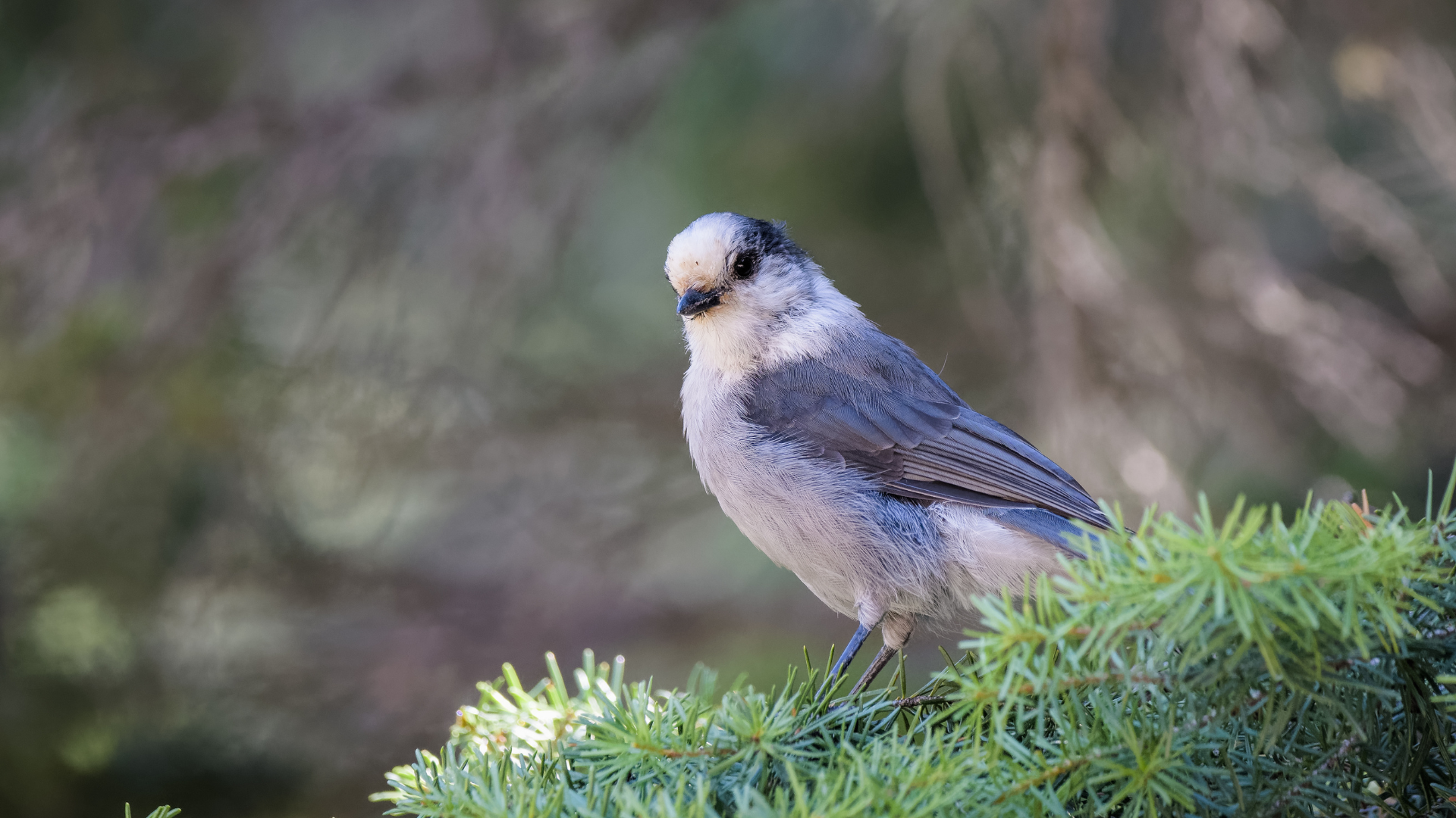 Canada Jay perched on a snowy spruce branch in boreal forest habitat