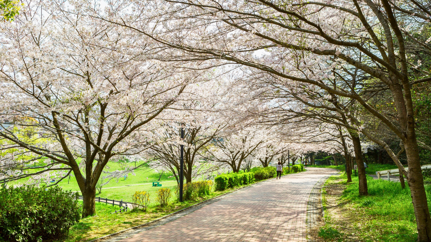 Migratory warblers in blooming trees at Central Park during spring migration
