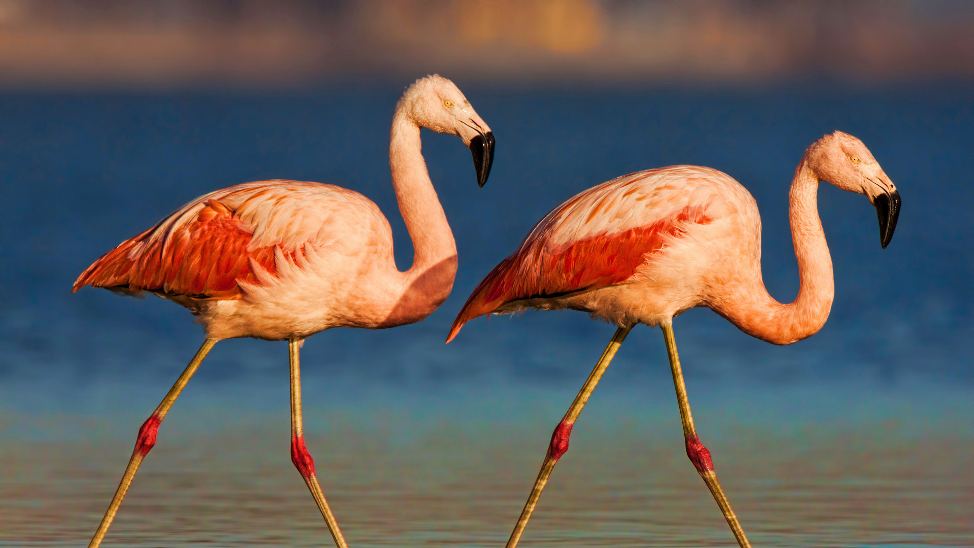 Chilean Flamingos wading in a shallow, high-altitude Patagonian lagoon
