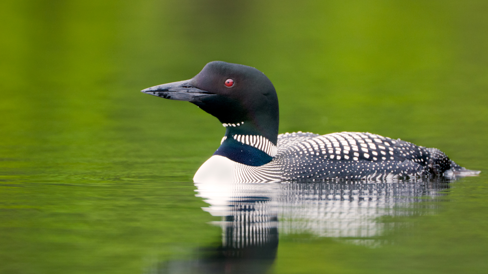 Common Loon swimming on a still northern lake at sunrise
