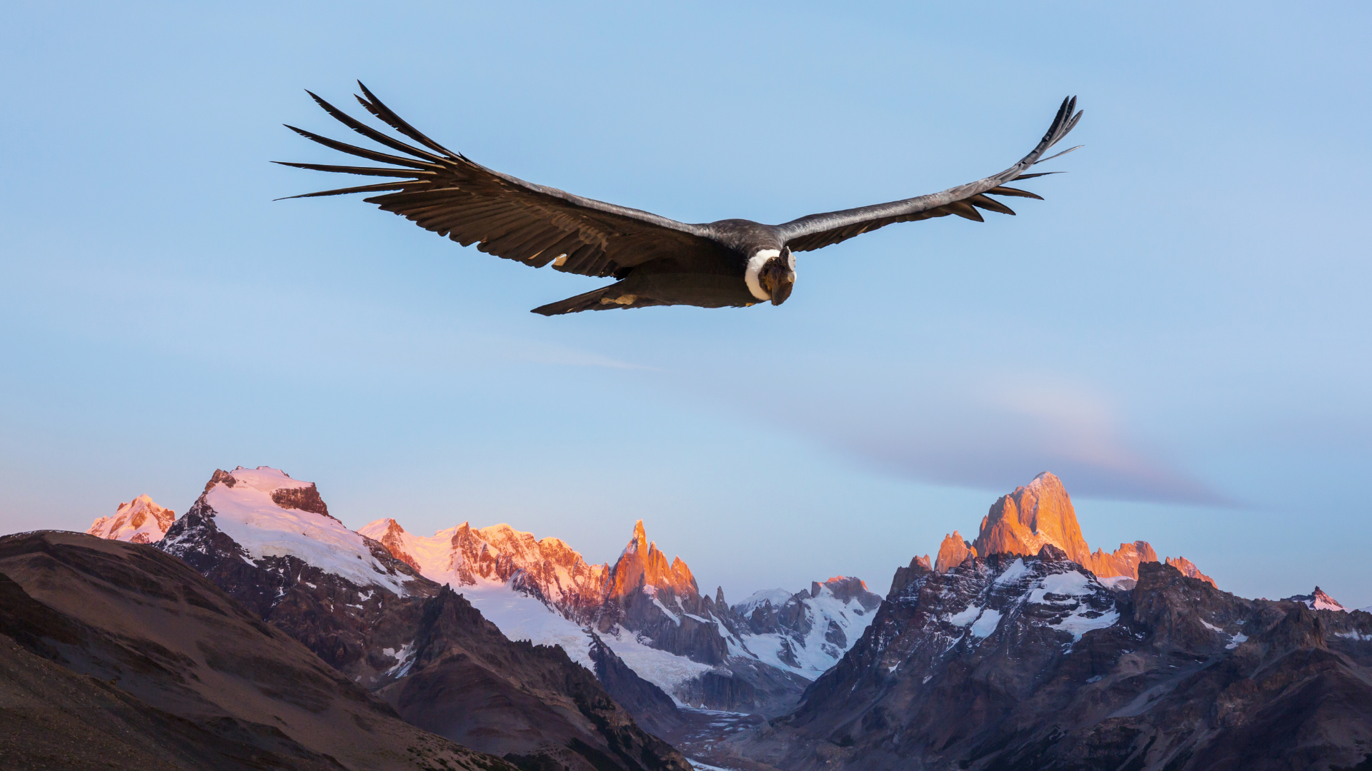Birder's backpack with binoculars, spotting scope, and field gear laid out for Patagonia