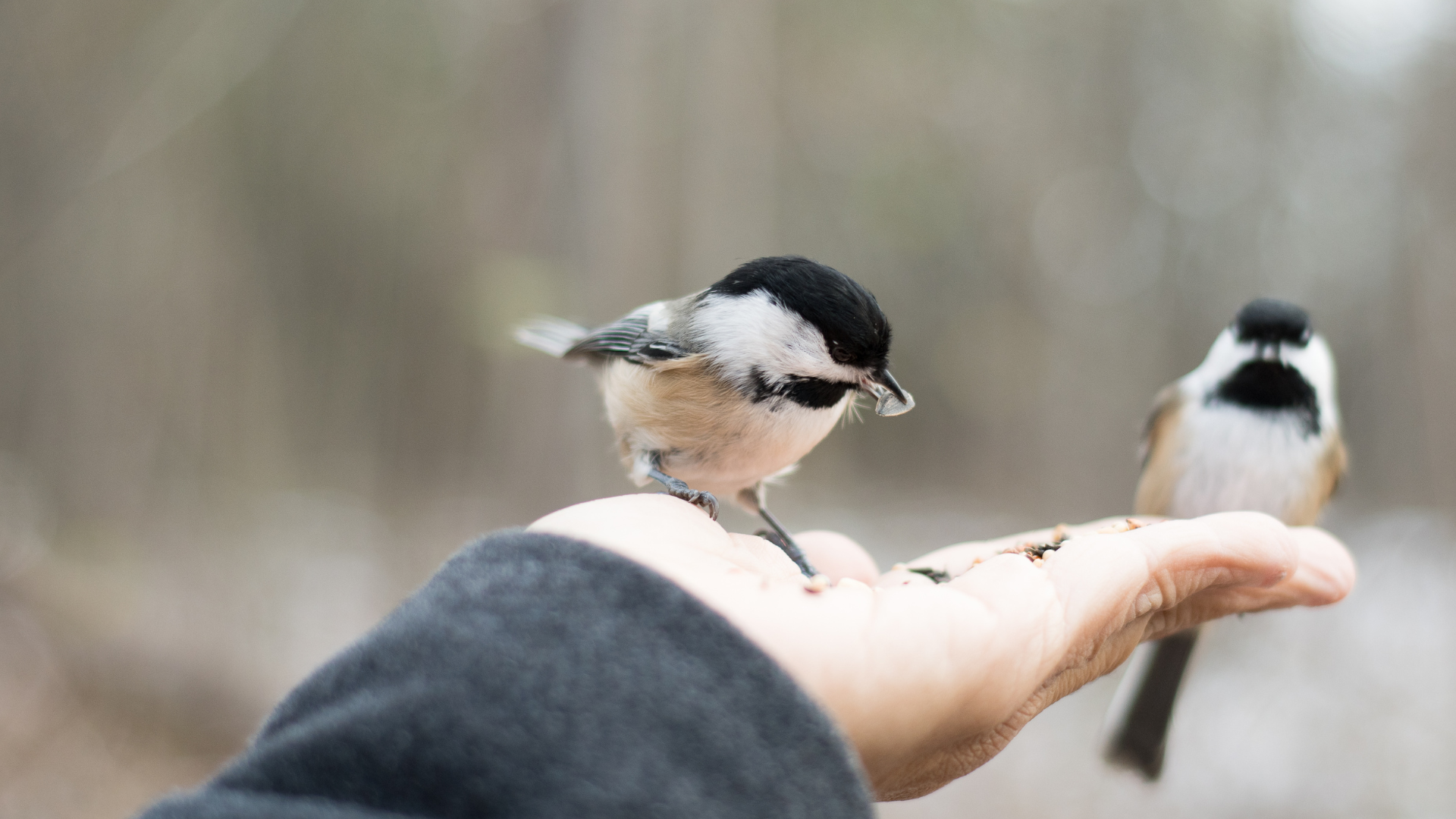 Birder viewing a wary songbird from a careful, respectful distance