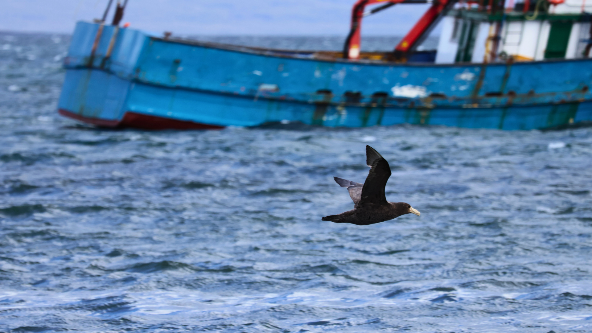 Giant Petrel gliding low over the waters of the Puerto Natales fjord