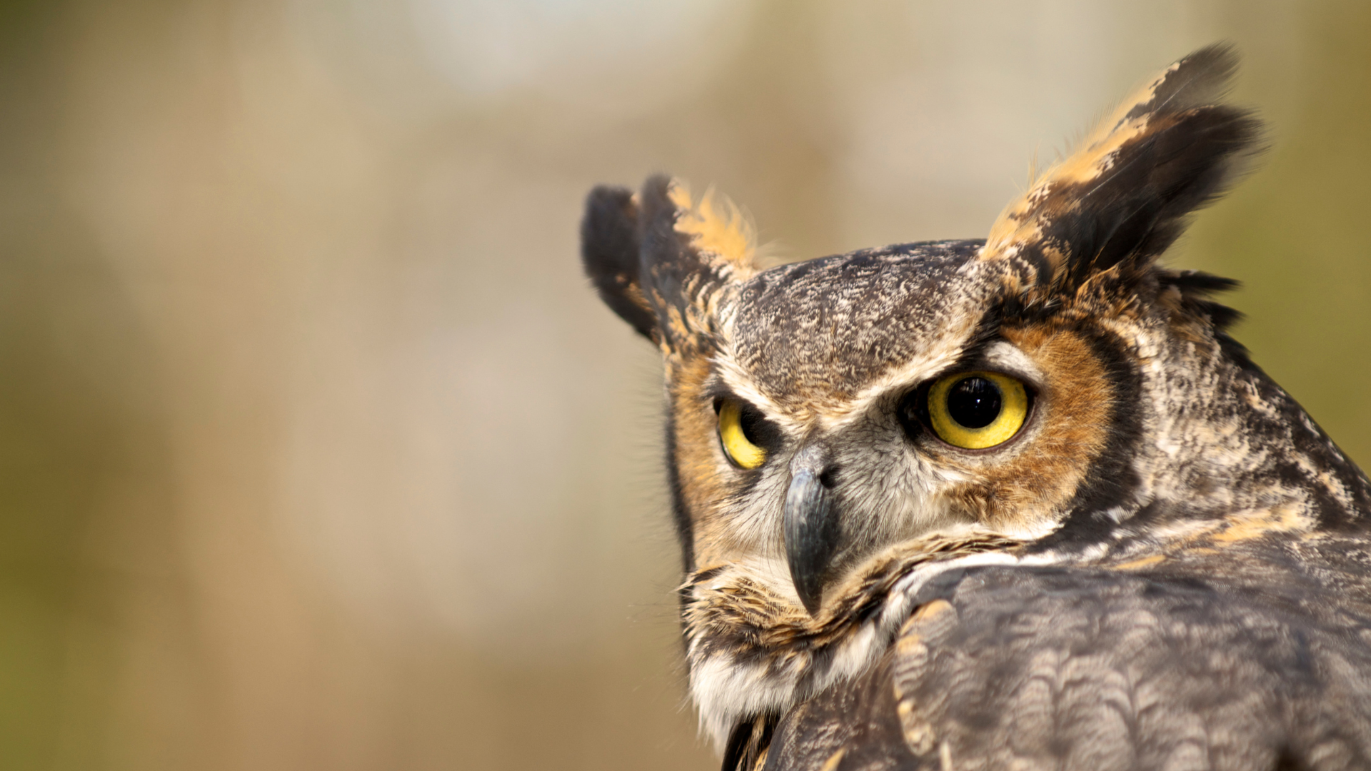 Great Horned Owl perched on a branch at dusk with yellow eyes fixed on prey