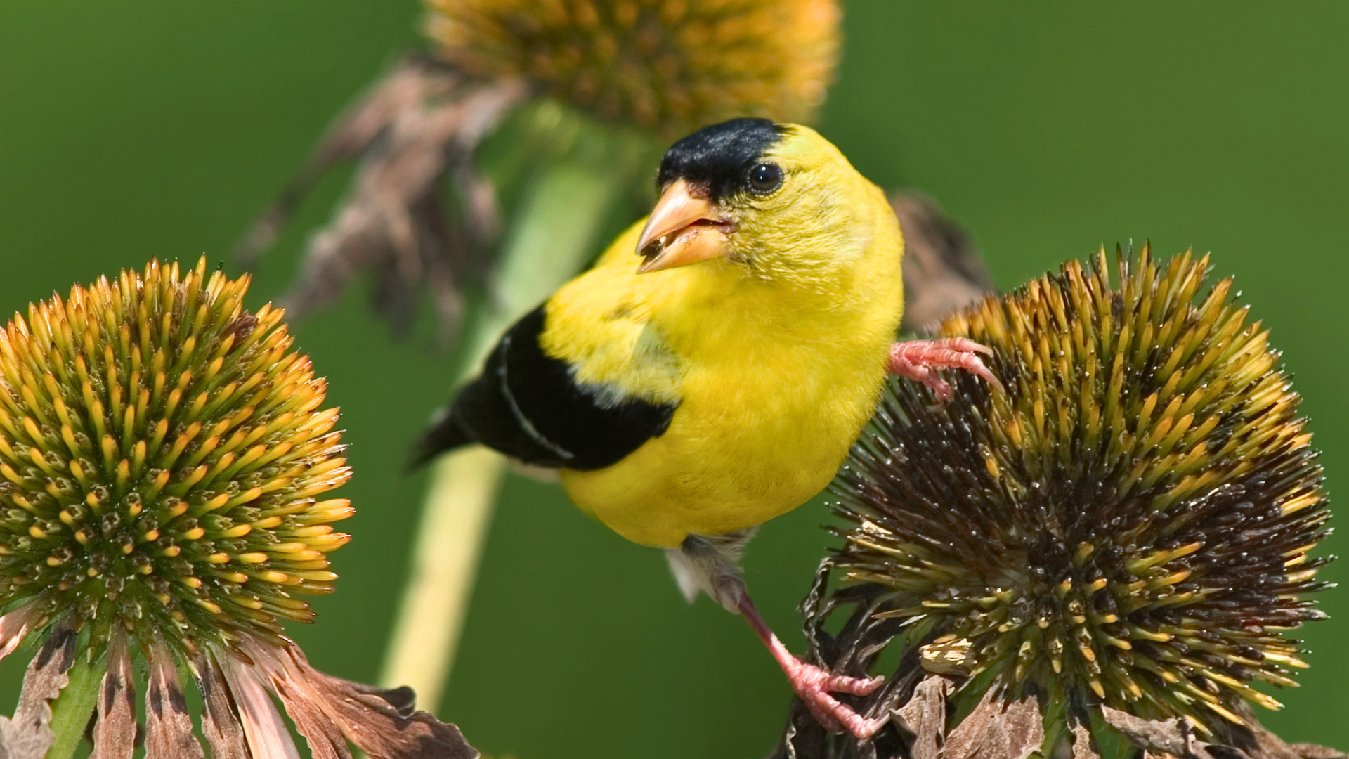 American Goldfinch transitioning from drab winter plumage to bright yellow breeding colors