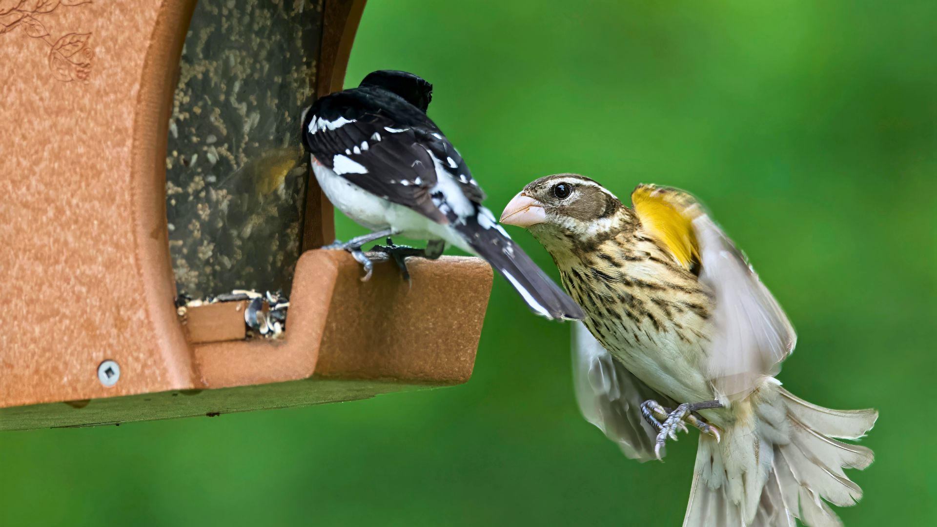 Male Rose-breasted Grosbeak feeding on black oil sunflower seeds at a backyard feeder
