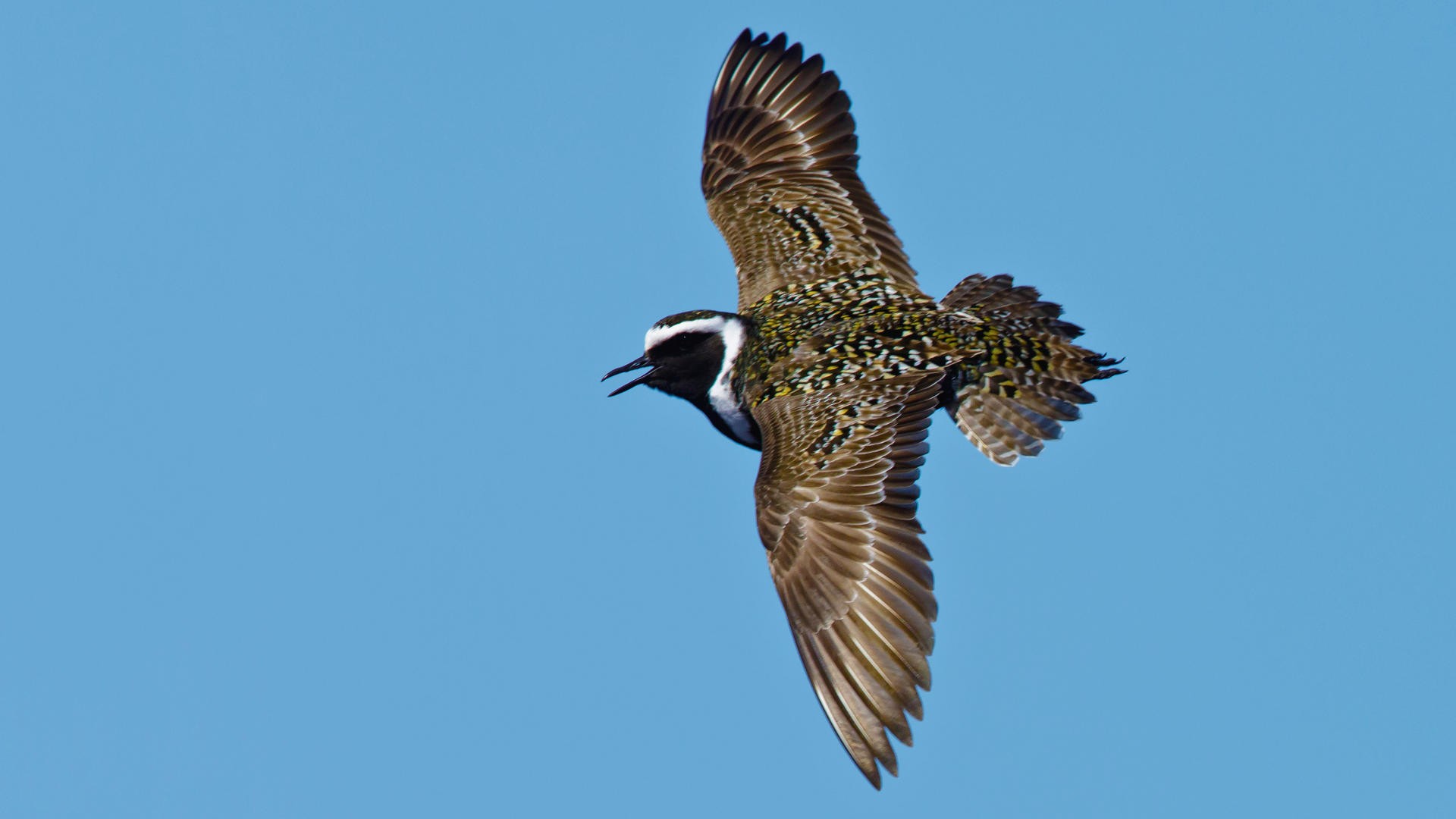 Shorebirds feeding in a shallow, flooded agricultural field during spring migration