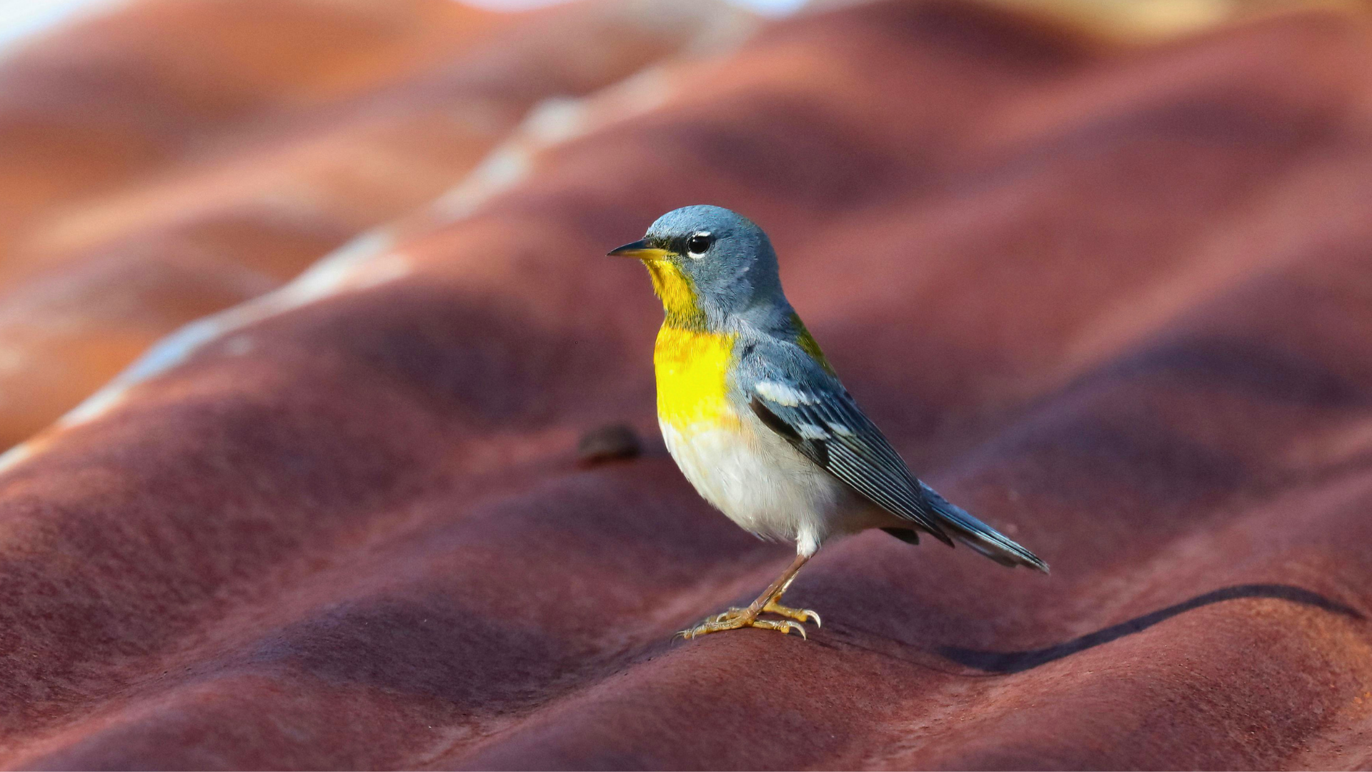 Dozens of colorful migrant warblers resting in a coastal grove after a storm