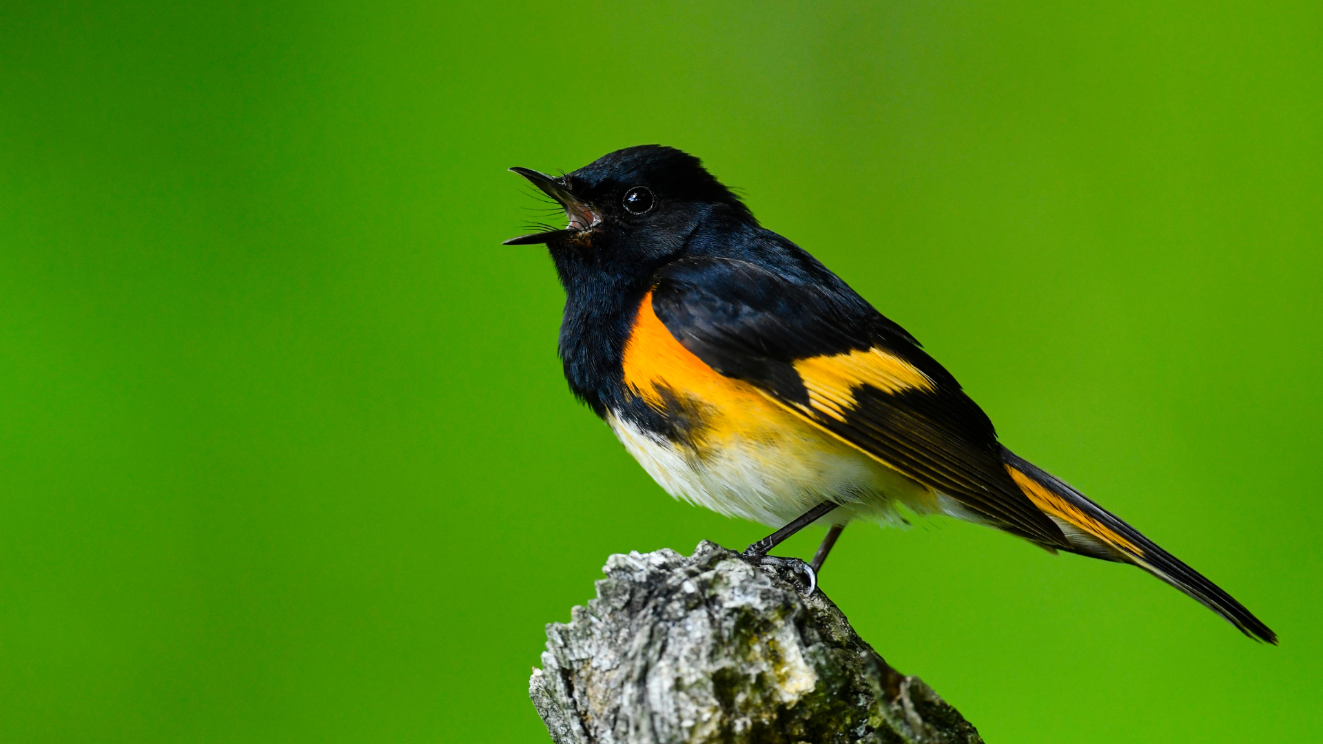 Songbird singing from a branch with stylized sound waves visualized beside it