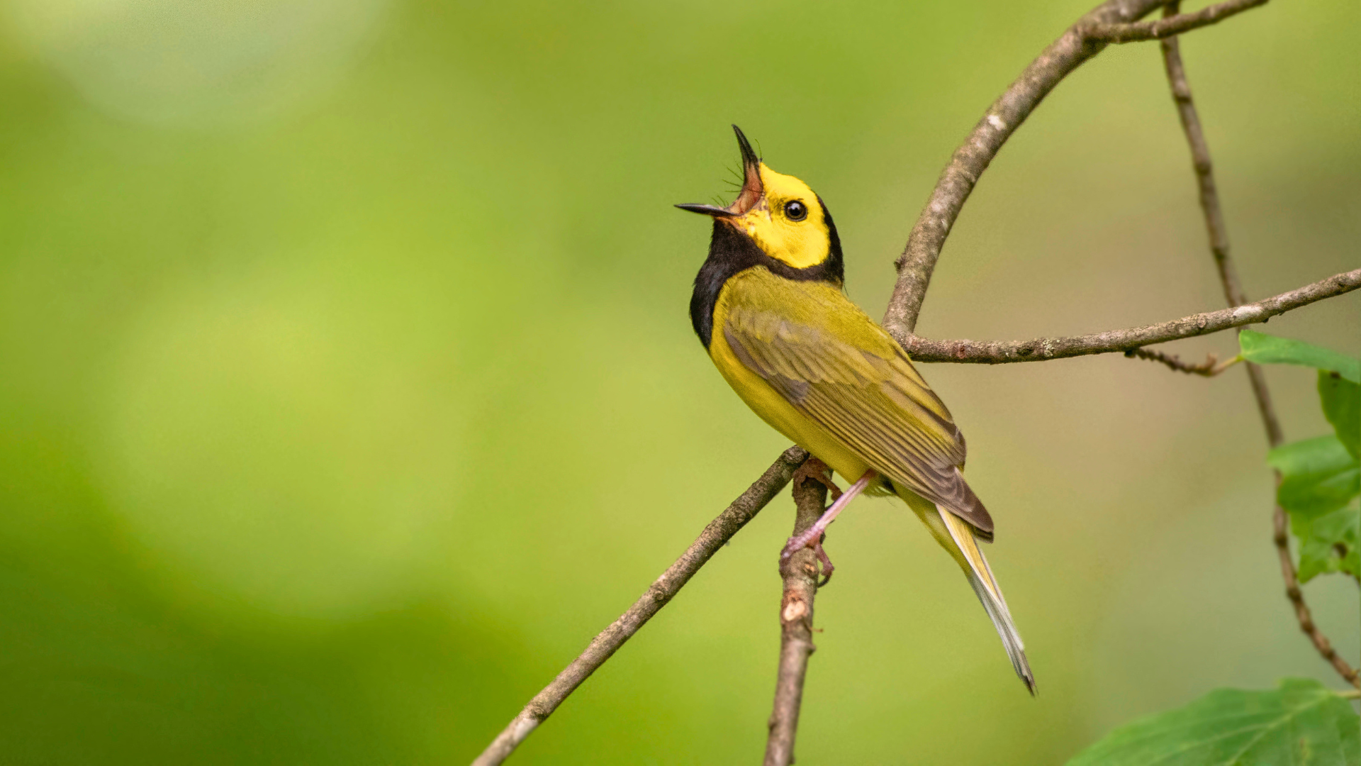 Yellow warbler singing from an early spring branch in fresh leaves