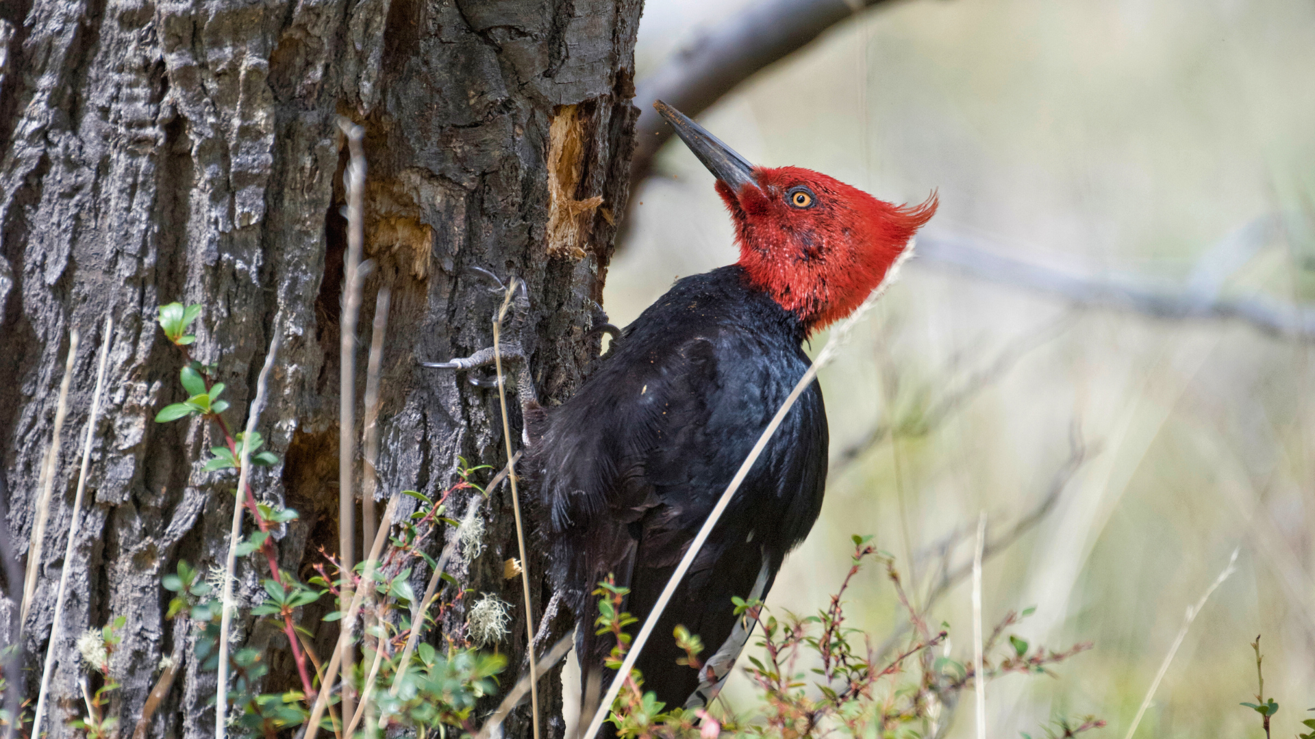 Map of Patagonia with a two-week birding route from Ushuaia to Puerto Natales