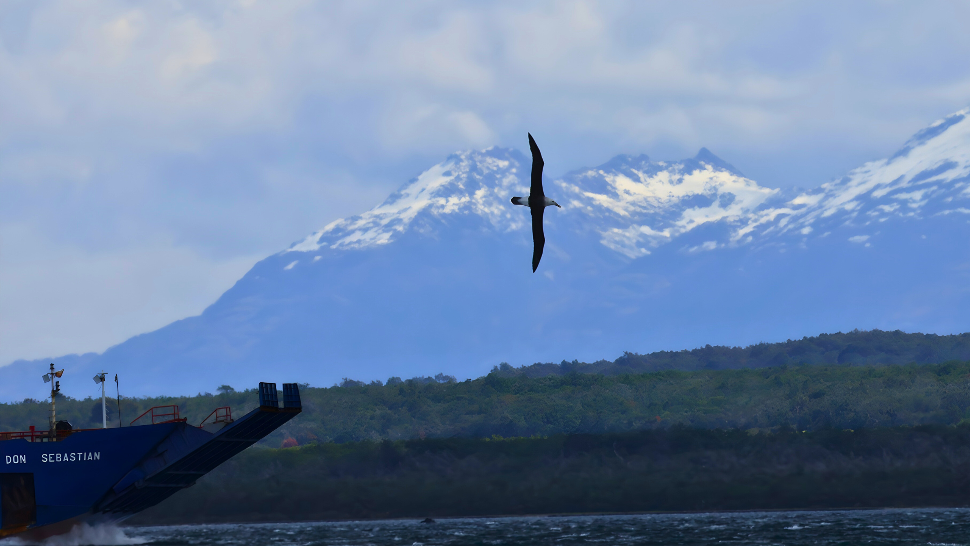 Black-browed Albatross gliding low over the water off Puerto Natales, Chile