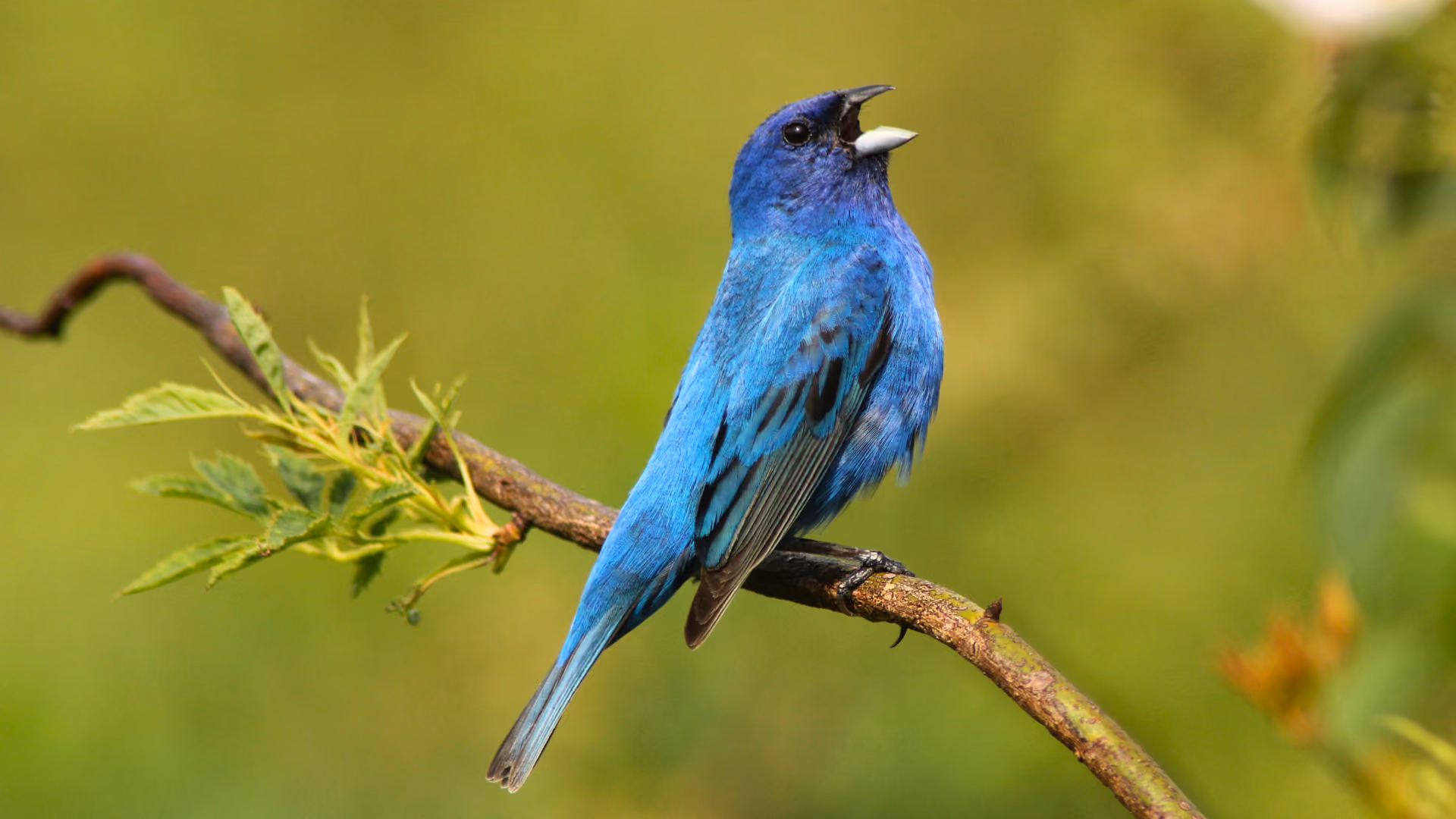 Vivid blue male Indigo Bunting singing from a tall bare branch in spring