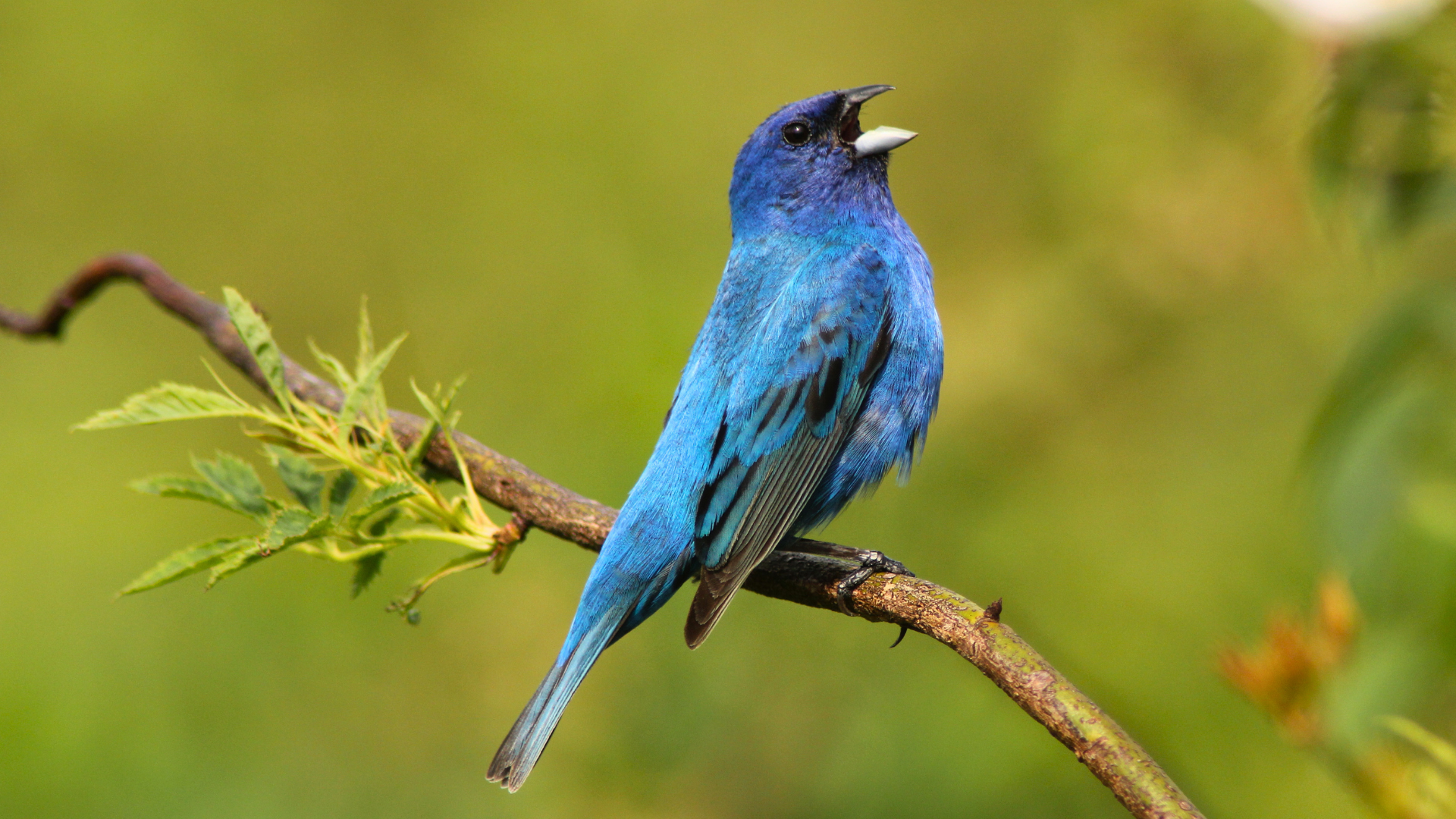 Vivid blue male Indigo Bunting singing from a tall bare branch in spring