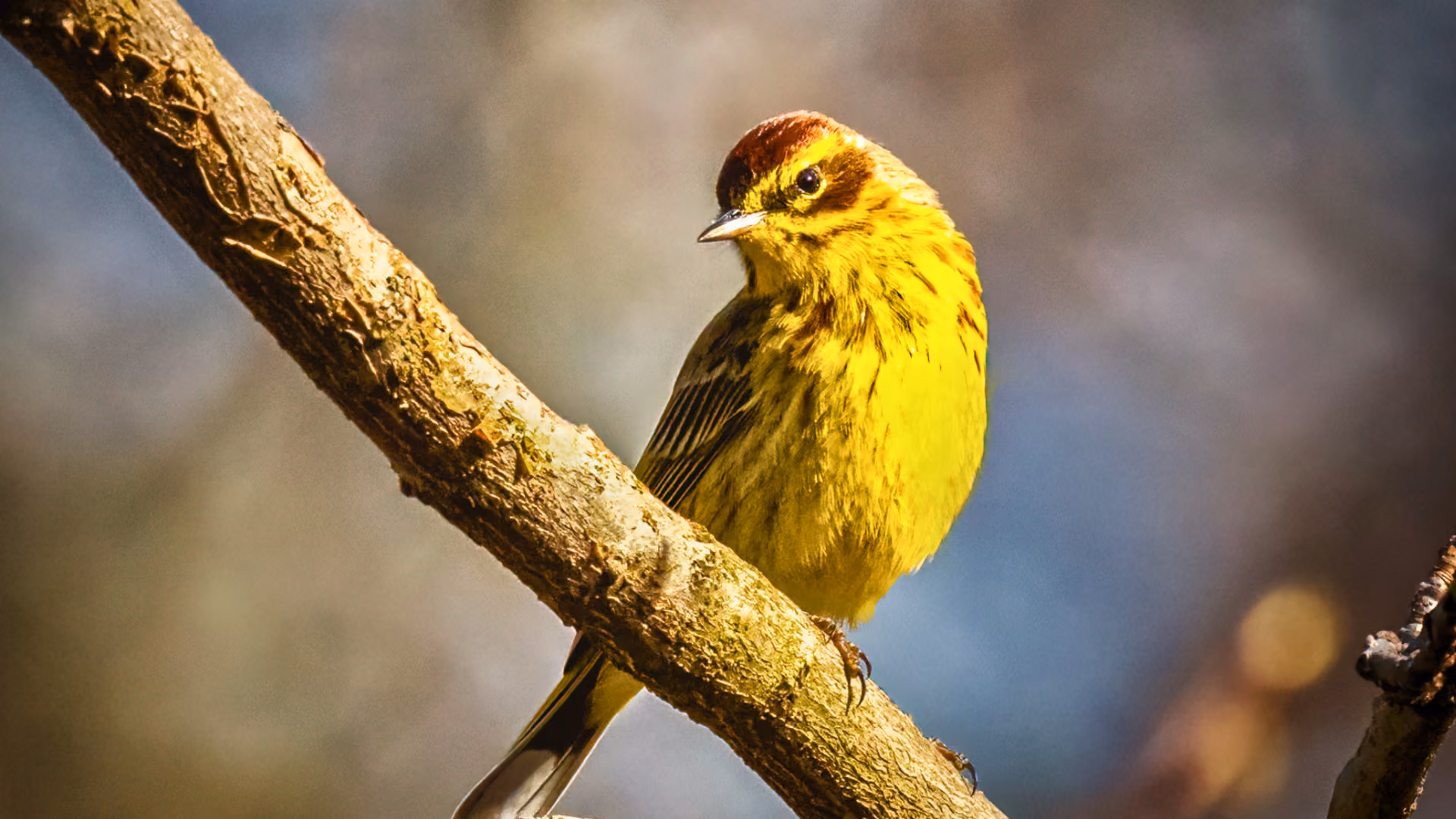 Brightly colored warblers at eye level on the boardwalks of Magee Marsh in spring