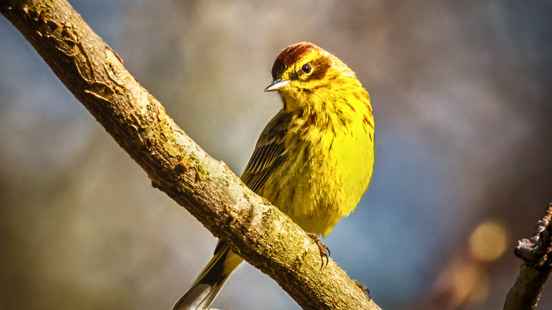 Brightly colored warblers at eye level on the boardwalks of Magee Marsh in spring