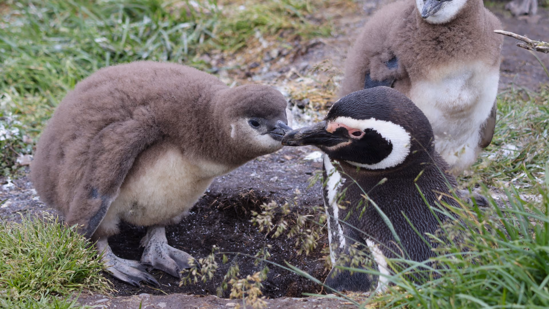 Magellanic Penguins standing together in a coastal Patagonian colony